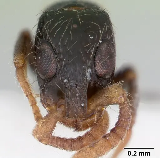 Simopone annettae - CASENT0173048