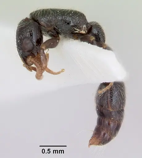 Simopone annettae - CASENT0173048