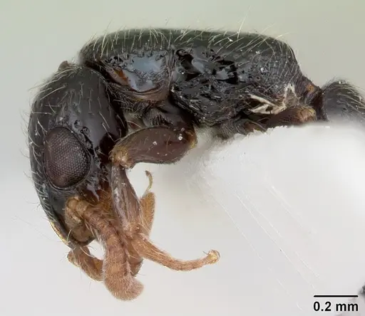 Simopone annettae - CASENT0173048