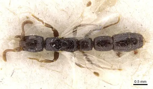 Simopone annettae - CASENT0911266