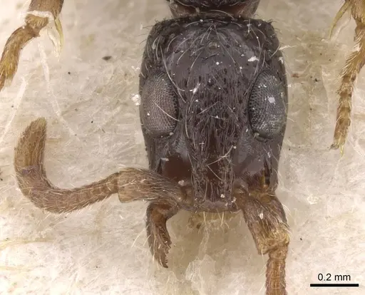 Simopone annettae - CASENT0911266