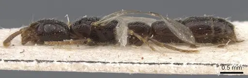 Simopone annettae - CASENT0911266