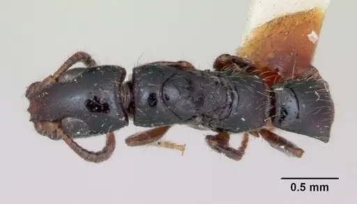 Simopone bakeri specimen