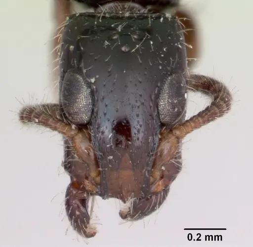 Simopone bakeri specimen