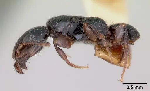 Simopone bakeri specimen