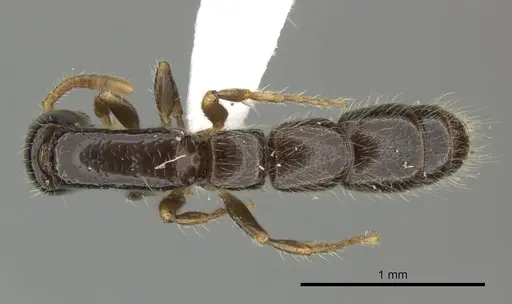Simopone brunnea specimen