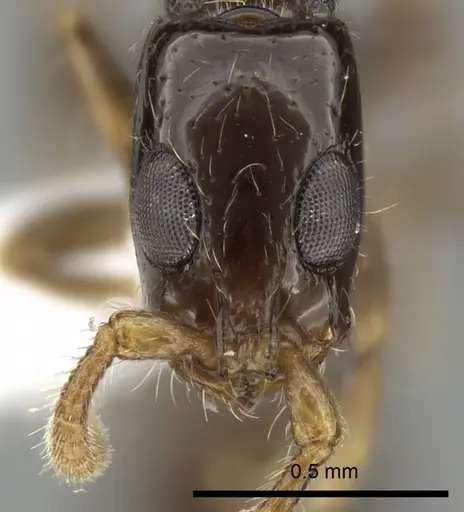 Simopone brunnea specimen