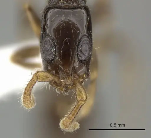 Simopone brunnea specimen