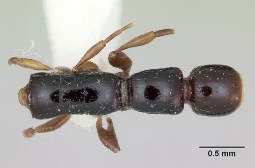 Simopone chapmani specimen