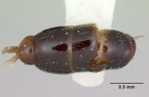 Simopone chapmani specimen