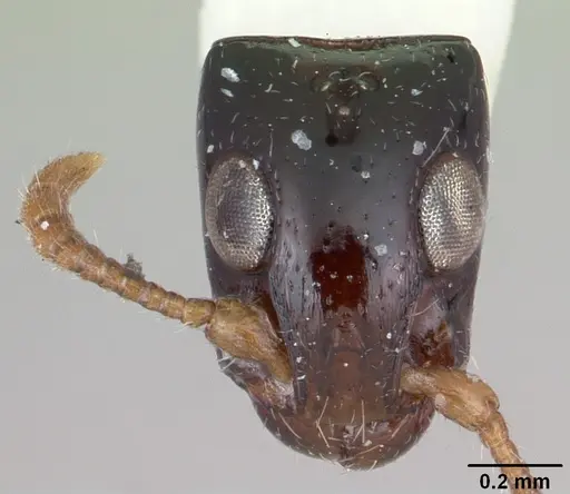 Simopone chapmani specimen