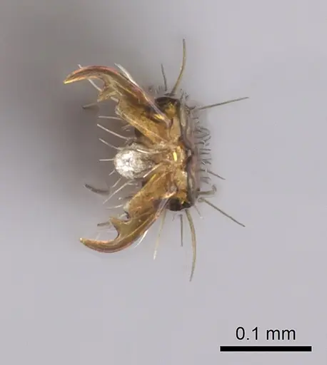 Simopone conradti specimen