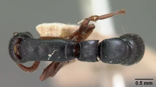 Simopone conradti - CASENT0102002