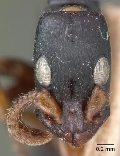 Simopone conradti - CASENT0102002