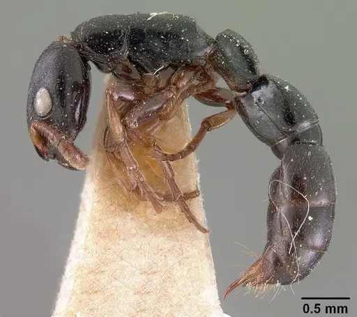 Simopone conradti - CASENT0102002