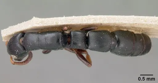 Simopone conradti - CASENT0102003