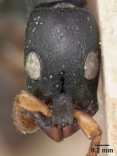 Simopone conradti - CASENT0102003