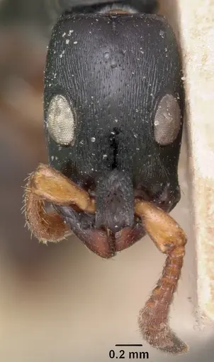 Simopone conradti - CASENT0102003