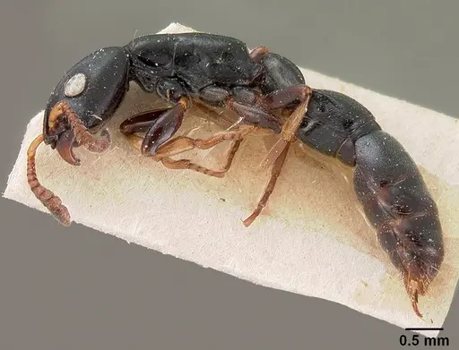 Simopone conradti - CASENT0102003