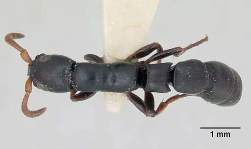 Simopone conradti - CASENT0173046