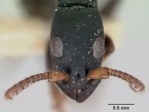 Simopone conradti - CASENT0173046