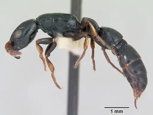 Simopone conradti - CASENT0173046