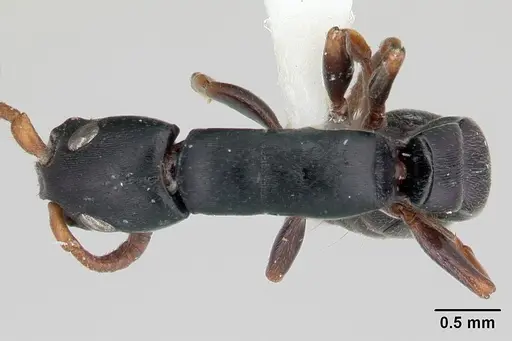 Simopone conradti - CASENT0178214