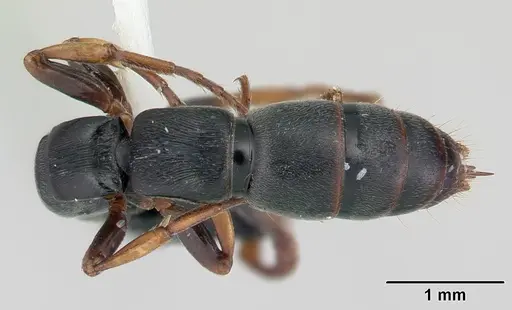 Simopone conradti - CASENT0178214