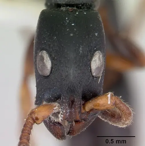 Simopone conradti - CASENT0178214