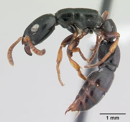 Simopone conradti - CASENT0178214