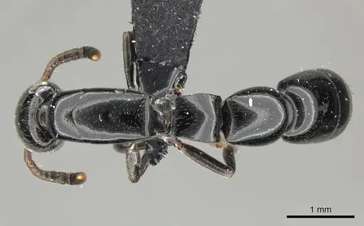 Simopone consimilis specimen