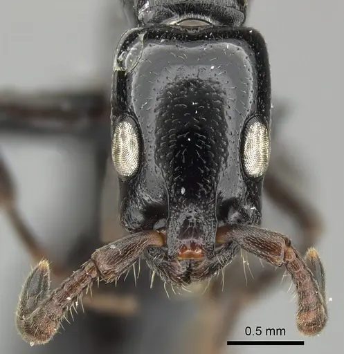 Simopone consimilis specimen