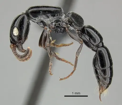 Simopone consimilis specimen