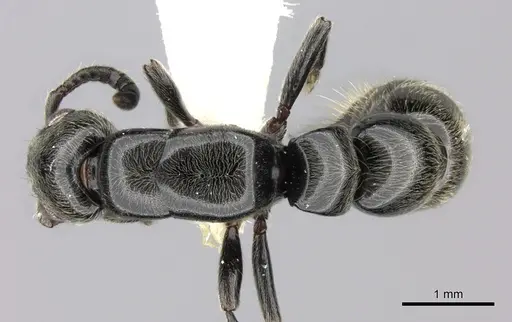 Simopone dignita specimen
