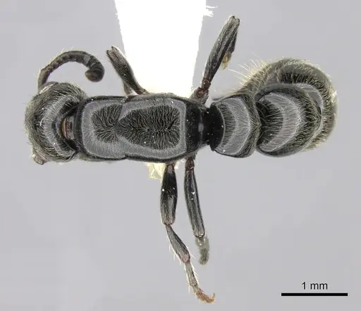 Simopone dignita specimen