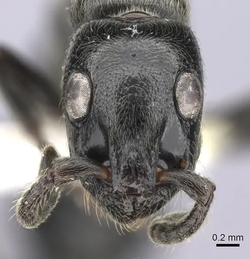 Simopone dignita specimen