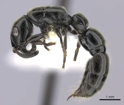 Simopone dignita - CASENT0009816