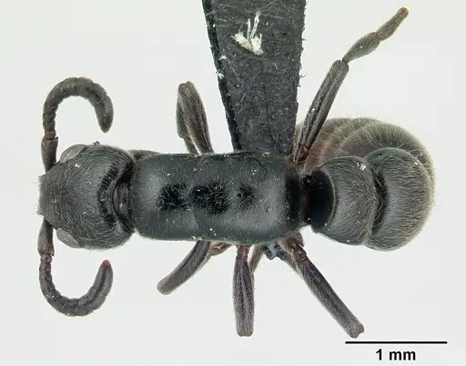 Simopone dignita - CASENT0493183