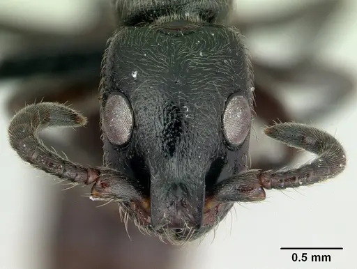 Simopone dignita - CASENT0493183