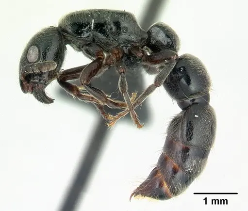 Simopone dignita - CASENT0493183