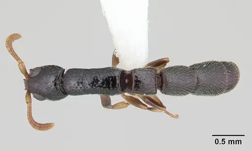 Simopone dryas specimen