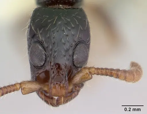 Simopone dryas specimen