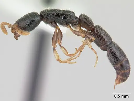 Simopone dryas specimen