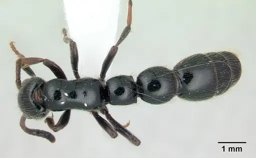 Simopone dux specimen