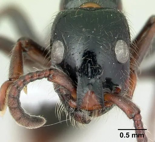 Simopone dux specimen