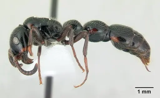 Simopone dux specimen