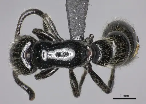 Simopone dux - CASENT0004550