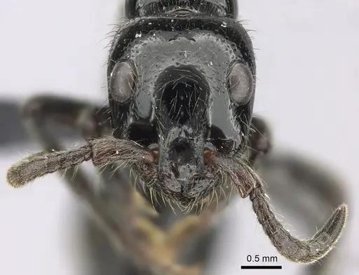 Simopone dux - CASENT0004550