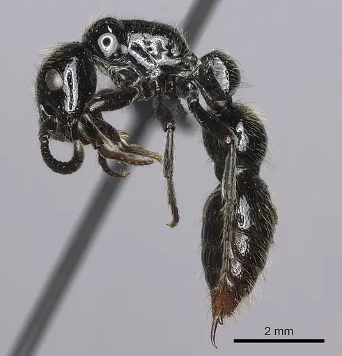 Simopone dux - CASENT0004550