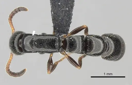 Simopone elegans specimen